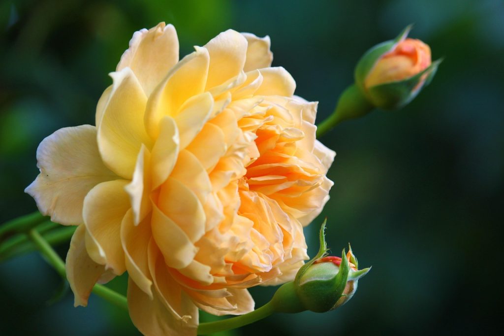 Pourquoi le Rose Dessin est-il si Populaire ?