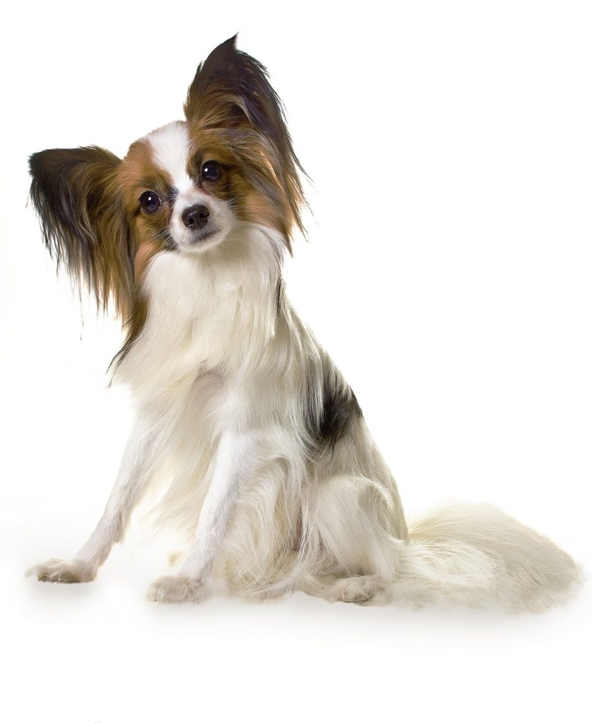 Conseils Pratiques pour Élever Votre Art du Dessin de Papillon