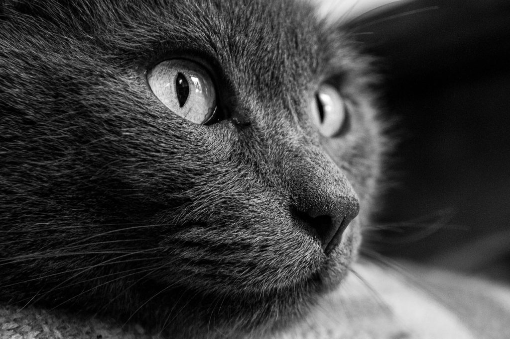 Les étapes pour créer un dessin d'animaux réussi