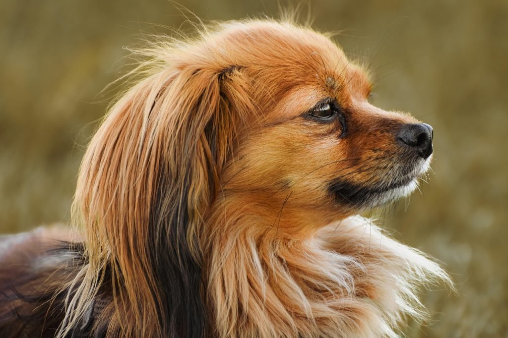 Techniques Pour Créer de Beaux Dessins de Papillon