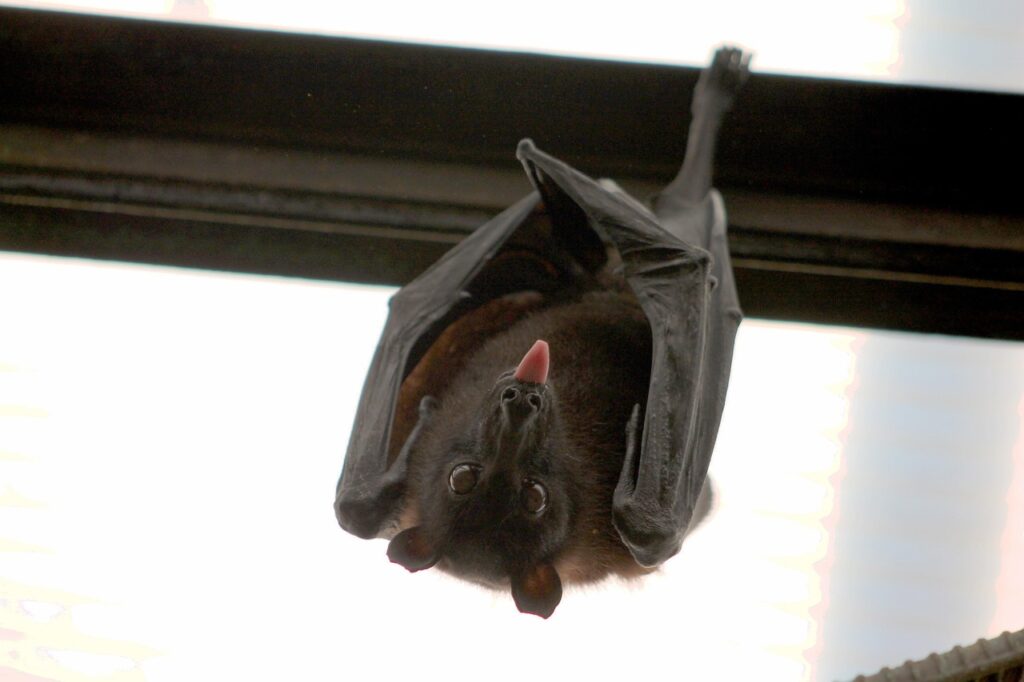 Astuces pratiques pour réussir vos dessins de chauves-souris