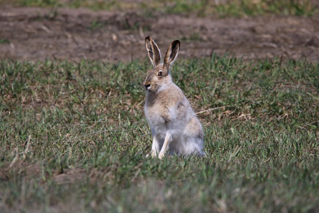 Les techniques de base pour dessiner un lapin