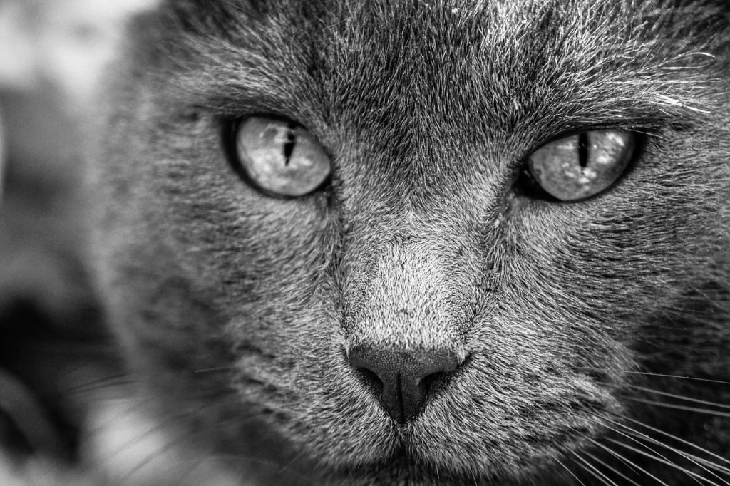 Les Différents Styles de Dessin de Chat