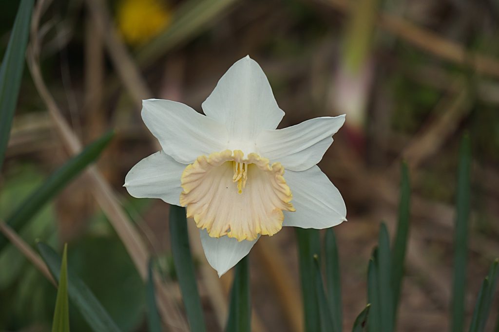 Conseils pour Améliorer Vos Dessins de Fleurs