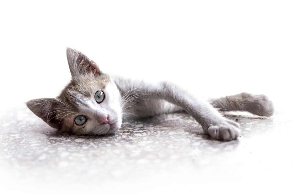 Éléments Clés pour Créer des Animaux Mignons