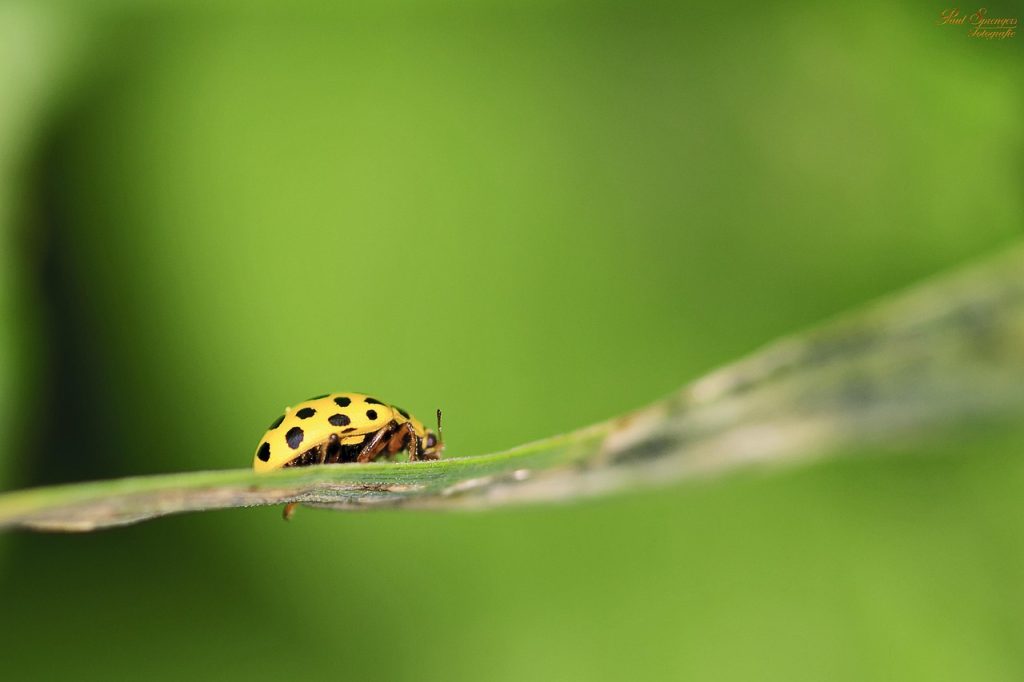 Célébration des Coccinelles dans l'Art