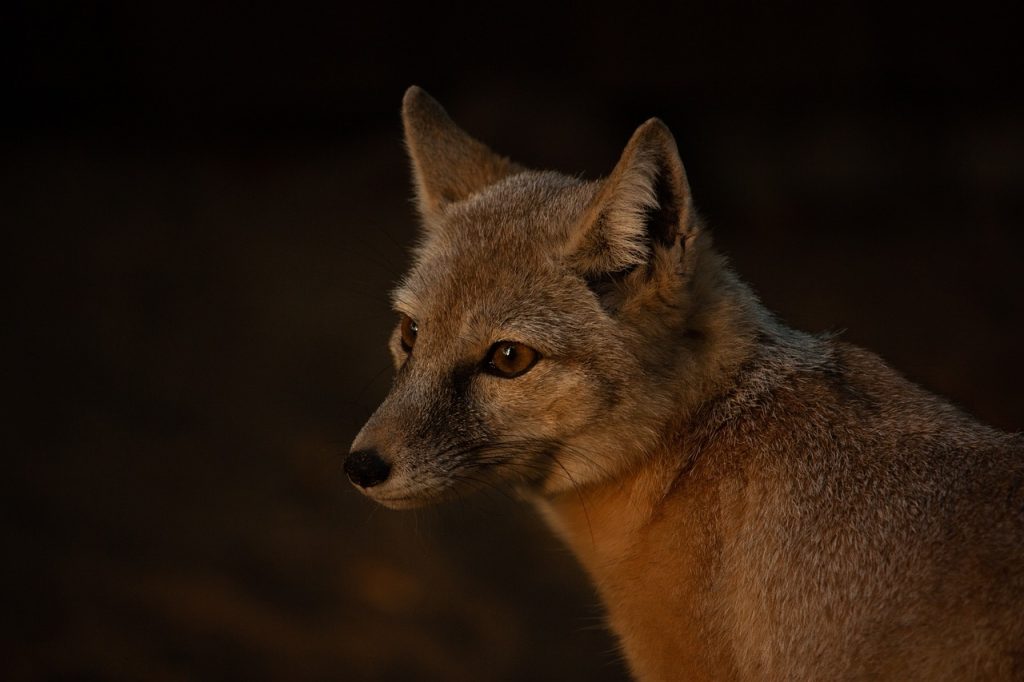 Conseils pour améliorer vos dessins de renards
