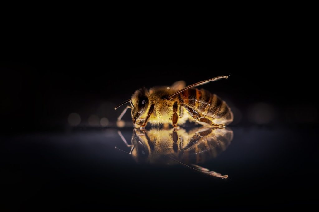 Conseils Pratiques pour le Dessin d'Abeille