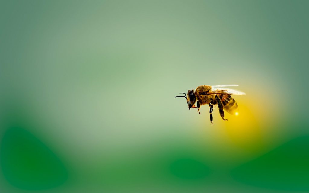 Les Techniques de Dessin d'Abeille