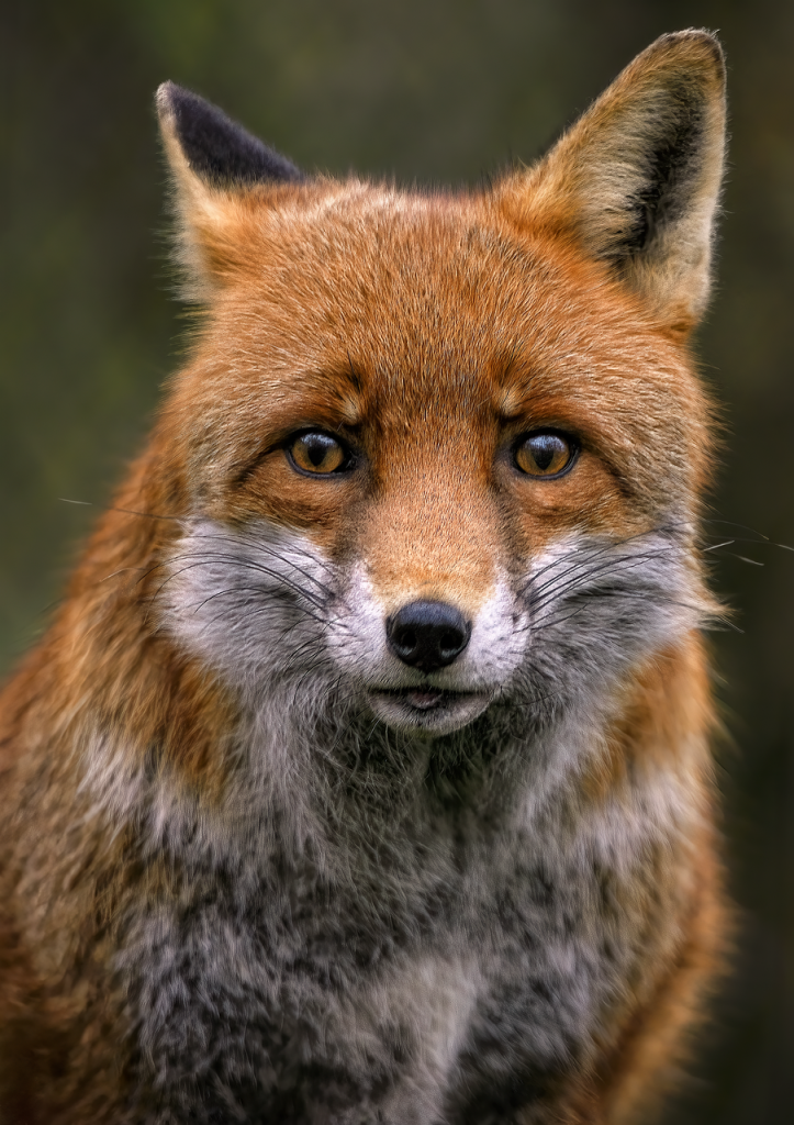 L'Importance de l'Observation dans le Dessin Renard