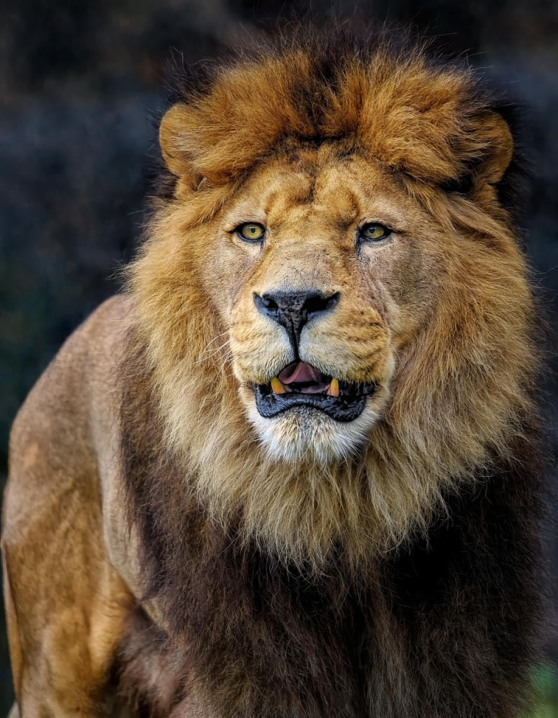 Comprendre les Caractéristiques des Lions