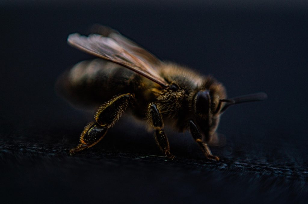 Symbolisme de l'Abeille dans l'Art