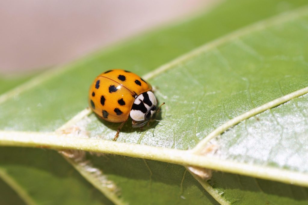 Symbolisme des Coccinelles dans le Dessin