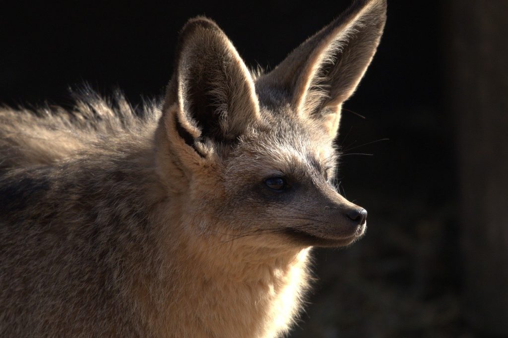 Symbolisme et Signification des Chauves-Souris dans l'Art