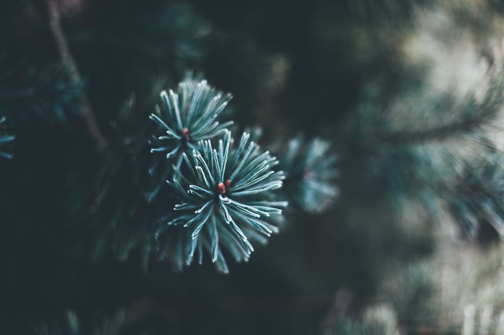 Le Symbolisme du Sapin dans le Dessin