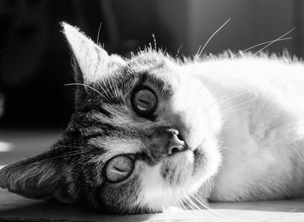 Astuces Pratiques pour le Dessin de Chat