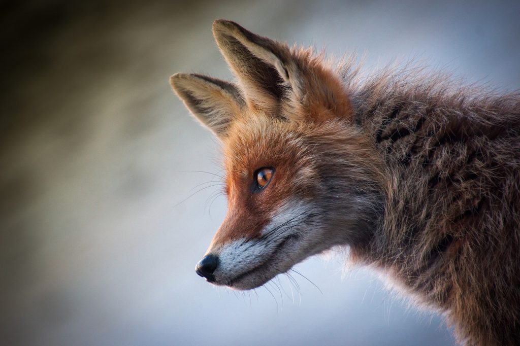 Les différentes techniques pour dessiner un renard