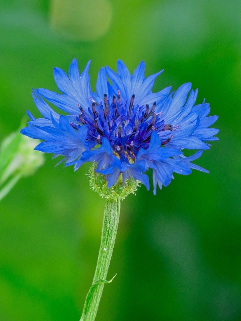 Astuces pratiques pour le dessin de fleur