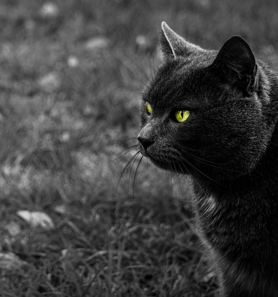 Les Outils Indispensables pour Dessiner des Animaux Facile