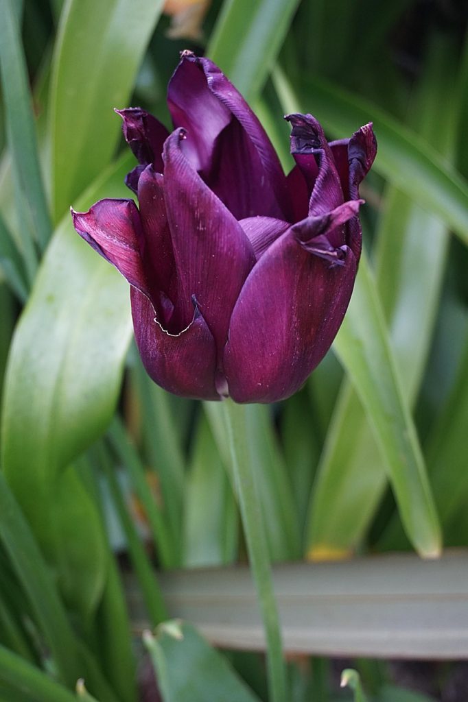 Pourquoi Choisir les Fleurs en Dessin ?