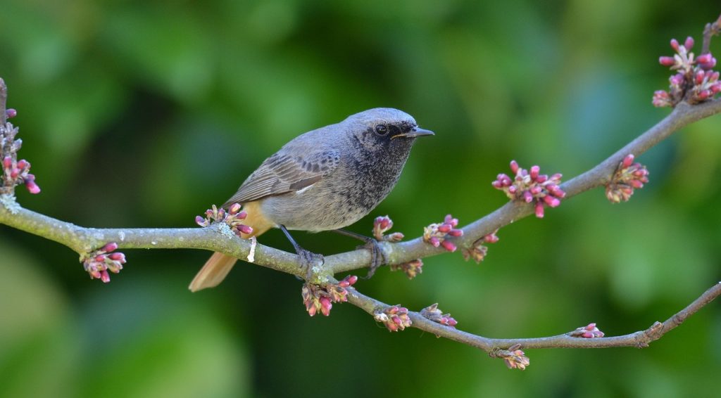Conseils pratiques pour améliorer vos dessins d'oiseaux