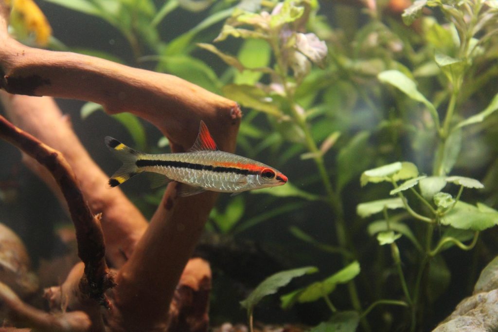 Qu'est-ce qu'un poisson dessin ?