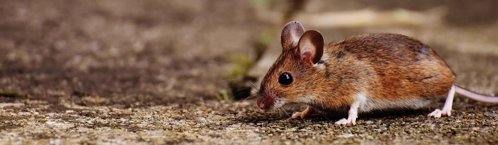 Conseils pratiques pour dessiner efficacement avec la souris