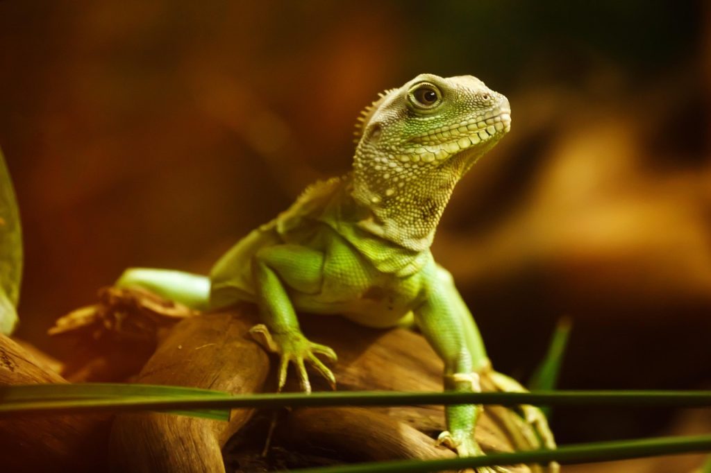 La Symbolique du Dragon dans divers Contextes