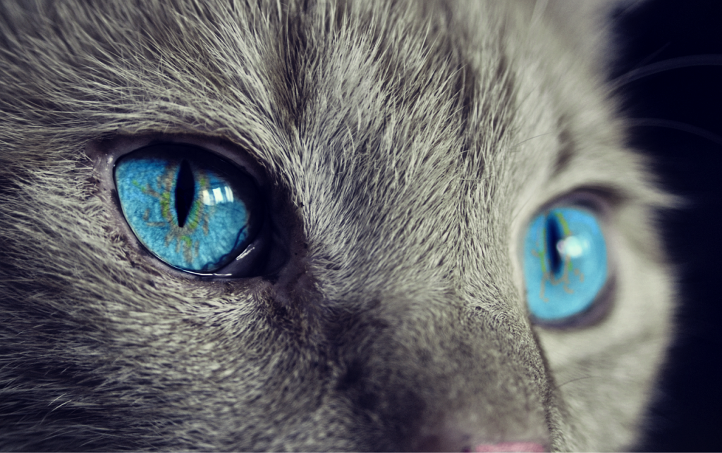 Les Origines du Cat's Eyes Dessin Animé