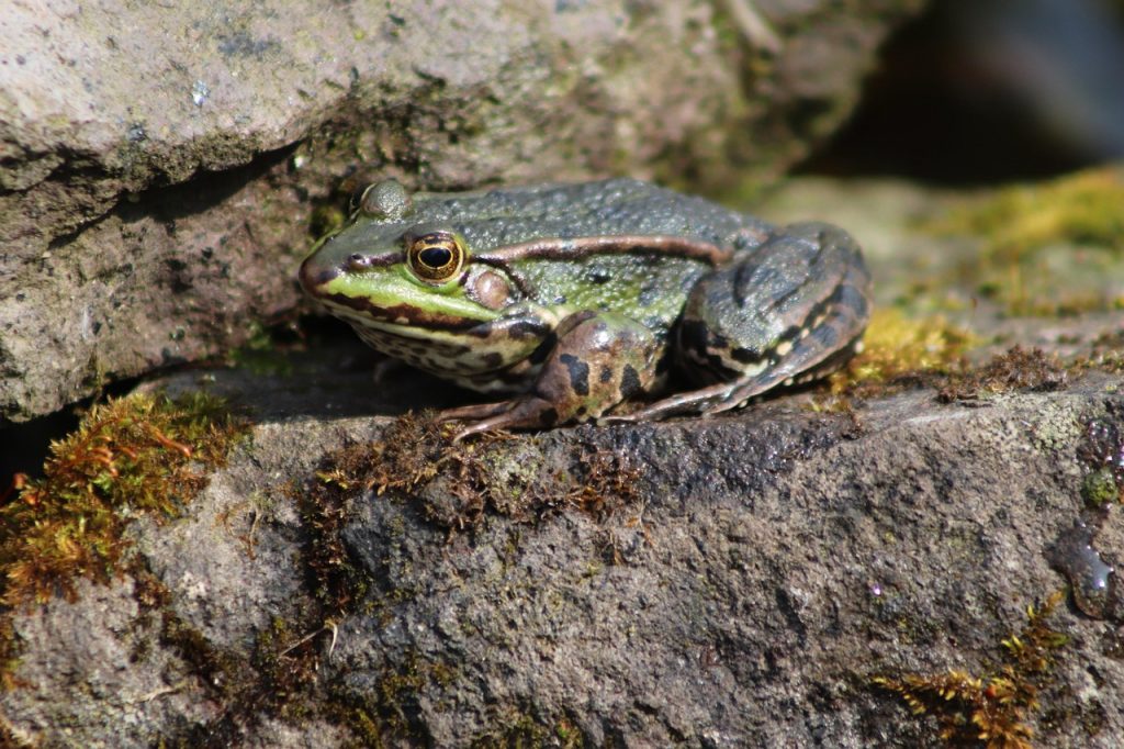 Pourquoi dessiner une grenouille est-il bénéfique ?