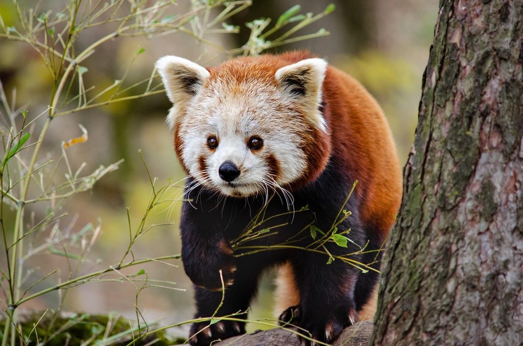 Pourquoi le Panda Est-il si Populaire dans l'Art ?