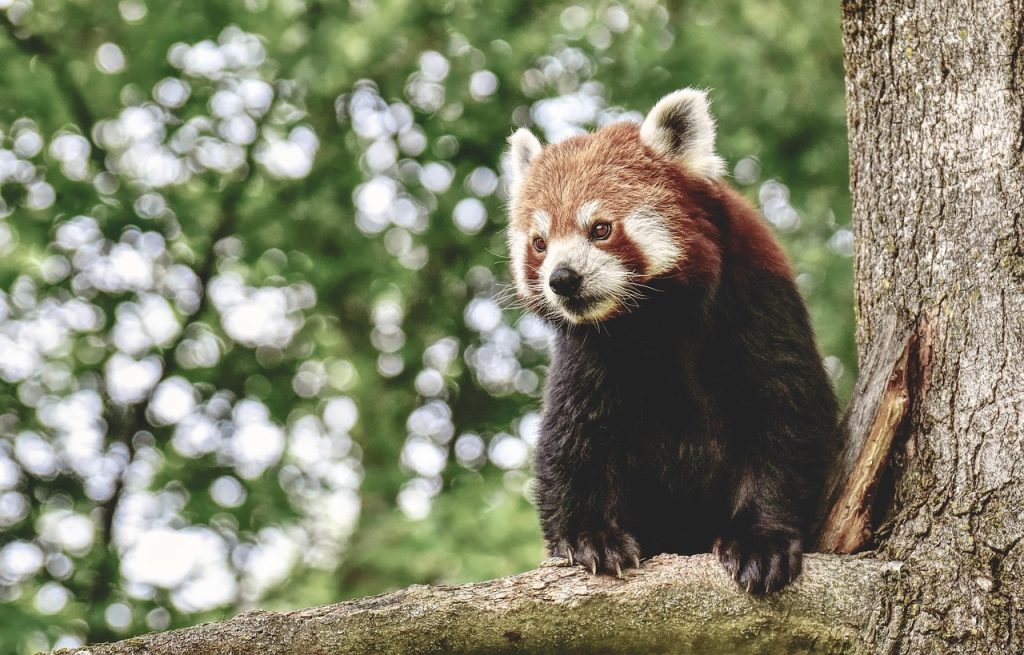 La Signification Culturelle des Pandas dans l'Art