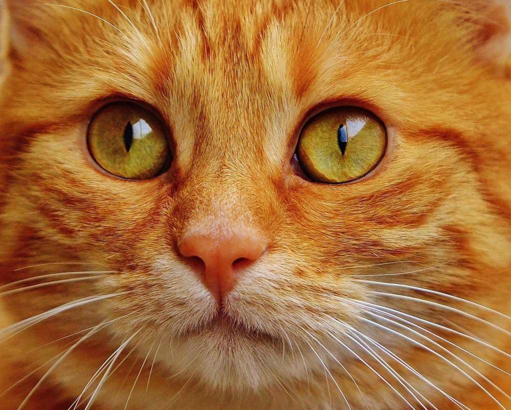 Comment Découvrir Cat's Eyes en 2023