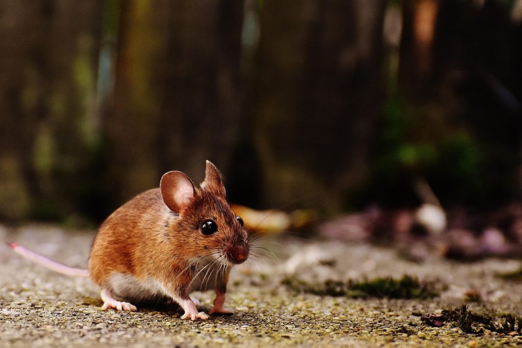 Les bases du dessin d'une souris