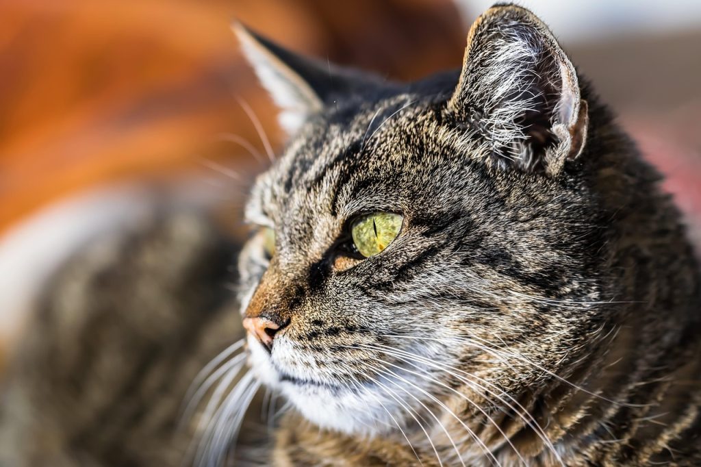 L'Impact Culturel et Artistique de Cat's Eyes