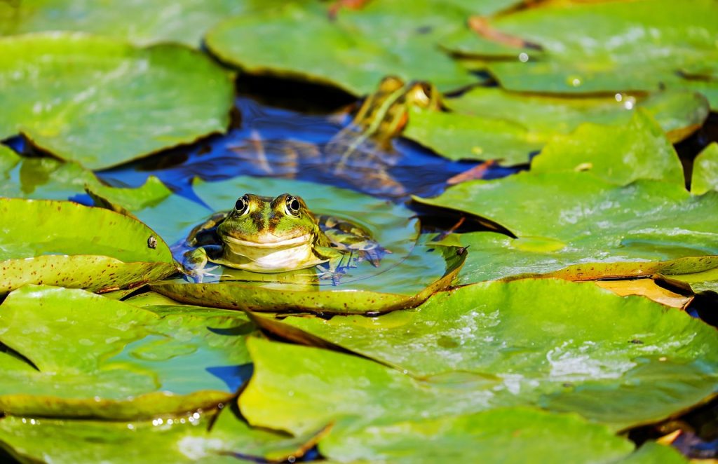 Conseils pratiques pour réussir son dessin de grenouille