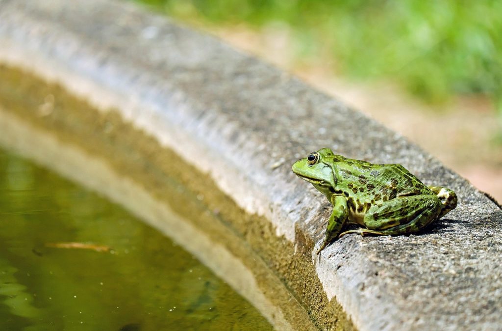Les différentes techniques de dessin de grenouille