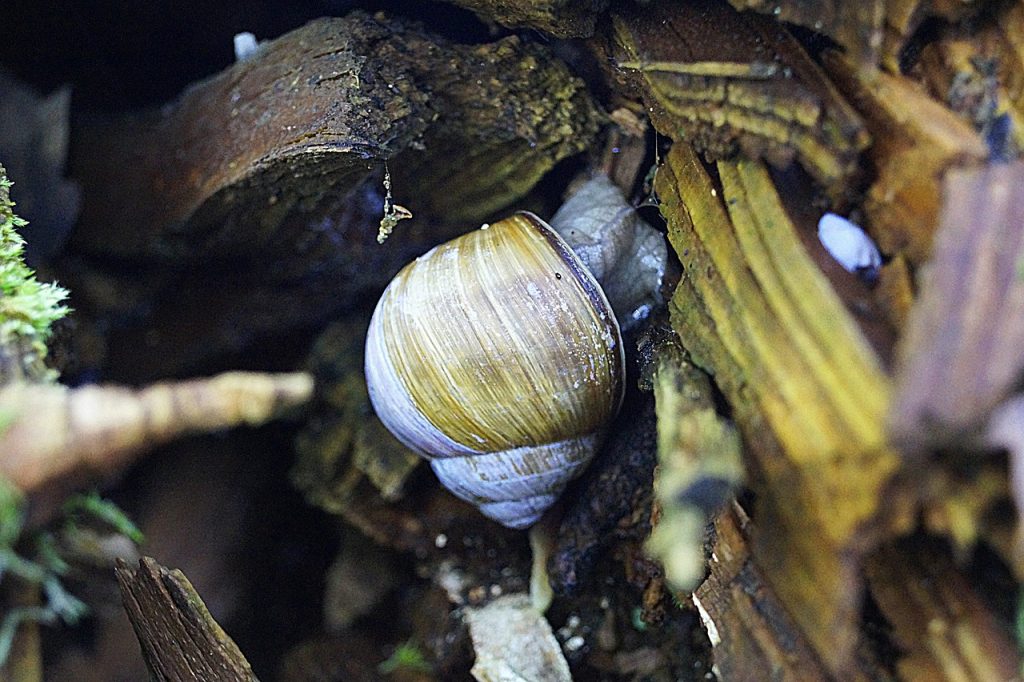 Matériaux recommandés pour dessiner un escargot